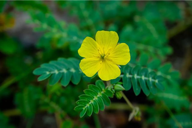 Tribulus Terrestris - Natural Testosterone Booster - Iron Boost Supplement