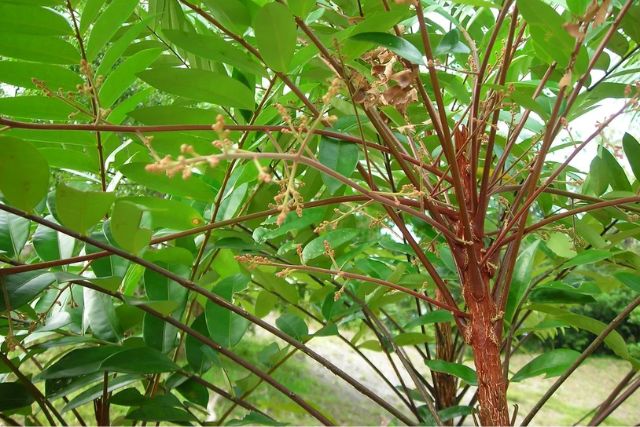 Eurycoma Longifolia - Male Performance Herb - Iron Boost Natural Formula